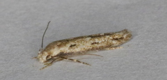 Mompha brevivittella