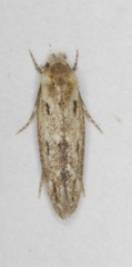 Mompha brevivittella