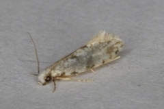 Nemapogon auropulvella