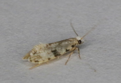 Nemapogon auropulvella