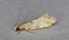 Nemapogon auropulvella