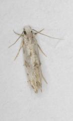 Nemapogon auropulvella