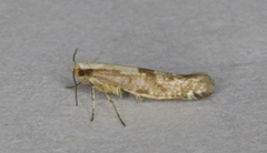Argyresthia conjugella