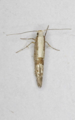 Argyresthia conjugella