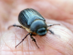 Aplidia transversa transversa