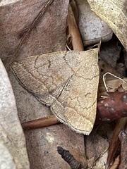 Zanclognatha lunalis