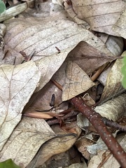 Zanclognatha lunalis