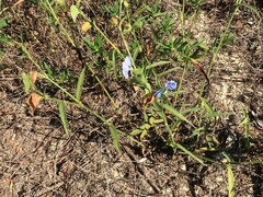 Commelina erecta deamiana