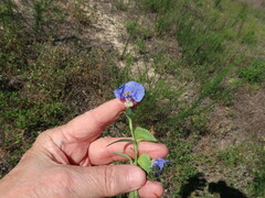 Commelina erecta deamiana