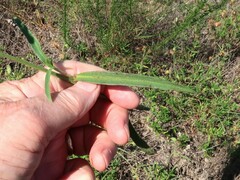 Commelina erecta deamiana