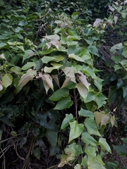 Mikania glomerata