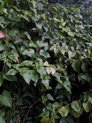 Mikania glomerata