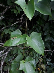 Mikania glomerata