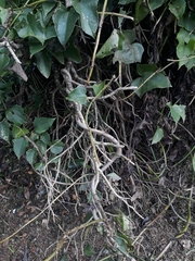 Mikania glomerata