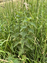 Urtica dioica