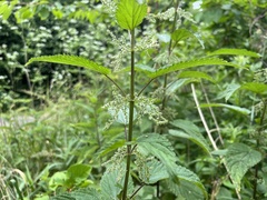 Urtica dioica