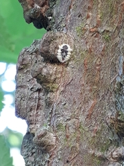 Eriococcus spurius