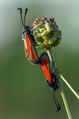 Zygaena punctum