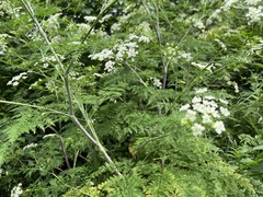 Chaerophyllum bulbosum