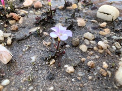 Oxalis amblyosepala