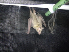 Leptonycteris nivalis