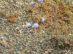 Jasione sessiliflora