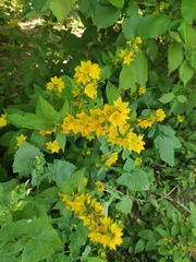 Lysimachia punctata