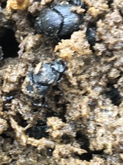 Onthophagus hecate