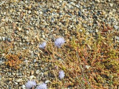 Jasione sessiliflora