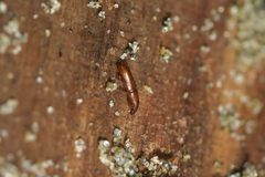 Macrorhyncolus littoralis