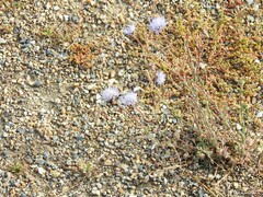 Jasione sessiliflora