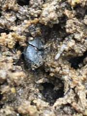 Onthophagus hecate