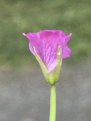 Epilobium hirsutum