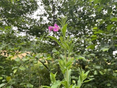 Epilobium hirsutum