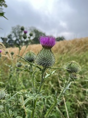 Cirsium vulgare