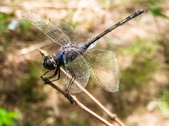Trithemis aconita