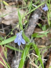 Lobelia nuttallii