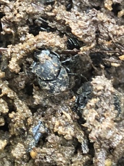 Onthophagus hecate