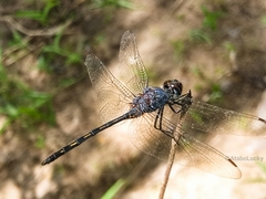 Trithemis aconita