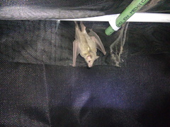 Leptonycteris nivalis