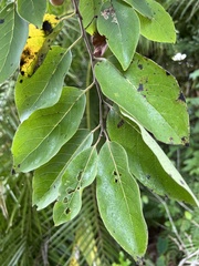 Diospyros virginiana