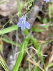 Lobelia nuttallii