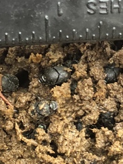 Onthophagus hecate
