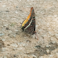 Charaxes epijasius