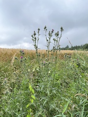 Cirsium vulgare