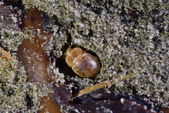 Chaerodes trachyscelides