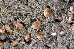 Chaerodes trachyscelides