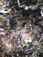 Primavelans insculpta