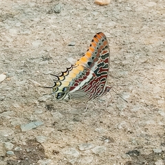 Charaxes epijasius