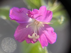 Epilobium hirsutum